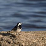 Lifespan - White Wagtail (Motacilla alba) is standing on a rock, by the sea in Norway