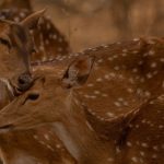 Multi-Touch - Deer grooming