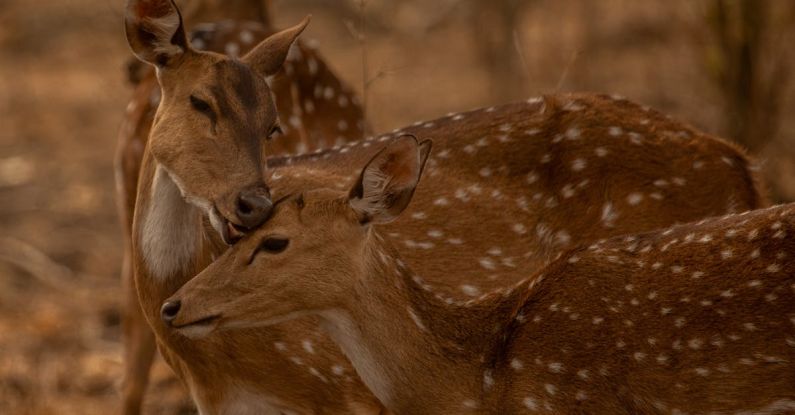 Multi-Touch - Deer grooming