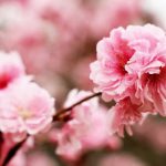 Color Gamut - Pink Spring Blossoms