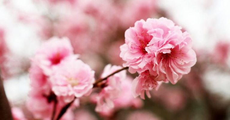 Color Gamut - Pink Spring Blossoms