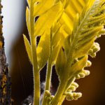 Color Calibration - A small yellow flower growing on a tree branch