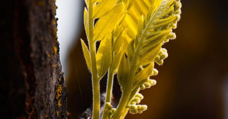 Color Calibration - A small yellow flower growing on a tree branch